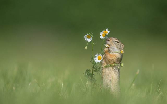 Prairie squirrel daisy field flowers free wallpaper - medium preview image