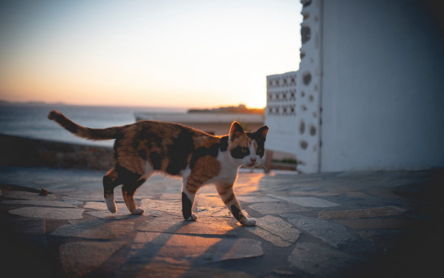 Cat walking ocean sunset tiltshift free wallpaper - medium preview image