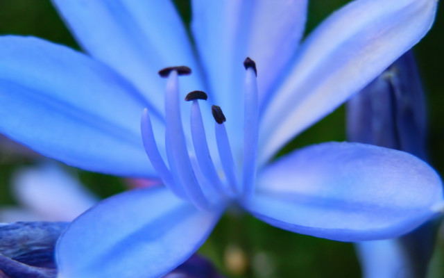 Blue flower green background macro #3 free wallpaper - medium preview image