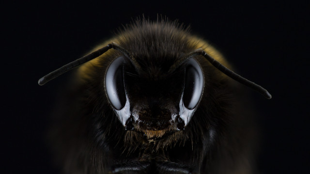 Bee horned macro monster realistic free wallpaper - medium preview image