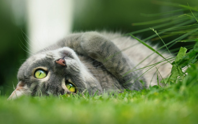 Black cat laying in grass free wallpaper - medium preview image