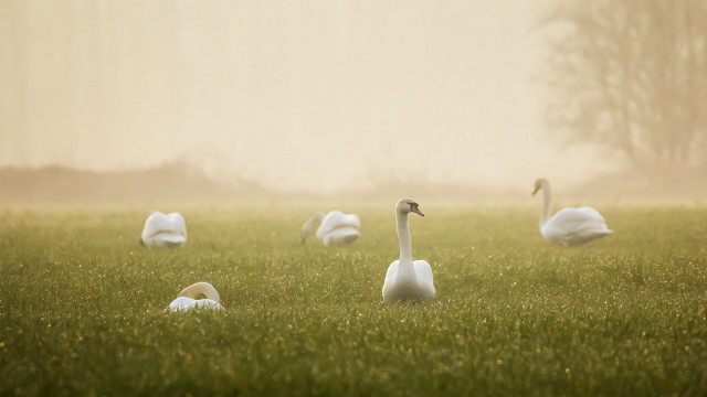 Swans grass fog tiltshift softlight free wallpaper - medium preview image
