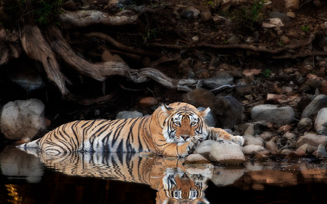 Tiger water forest rocks fallen free wallpaper - medium preview image
