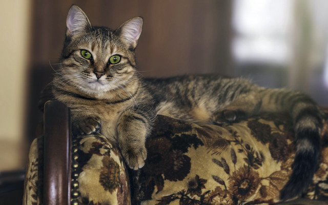 Regal floral cat green eyes free wallpaper - medium preview image