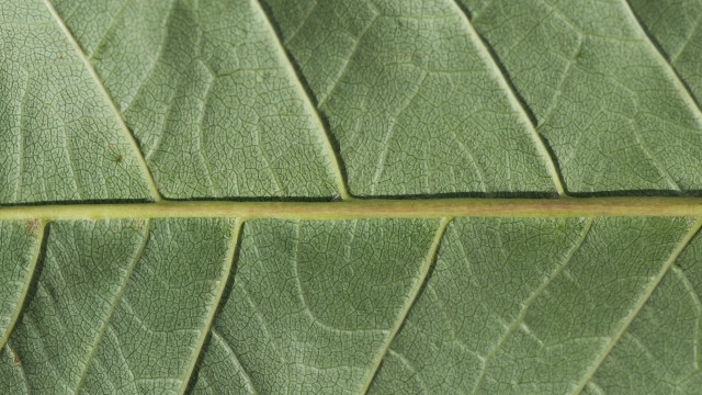 Green leaf yellow tip macro #2 free wallpaper - medium preview image
