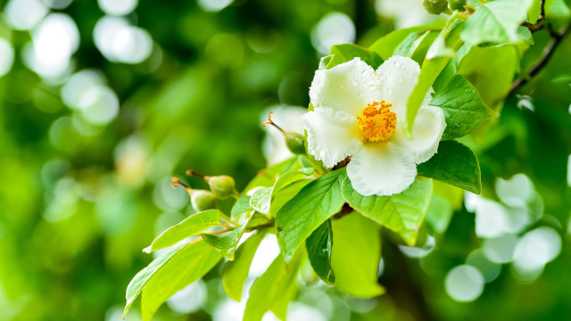 White flower yellow center water #3 free wallpaper - medium preview image