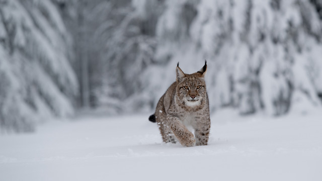 Lynx snow winter trees motion free wallpaper - medium preview image