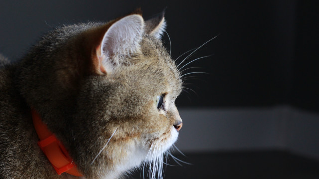 Cat collar macro light shallow free wallpaper - medium preview image