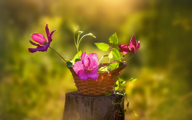 Basket flowers wooden stump bokeh free wallpaper - medium preview image