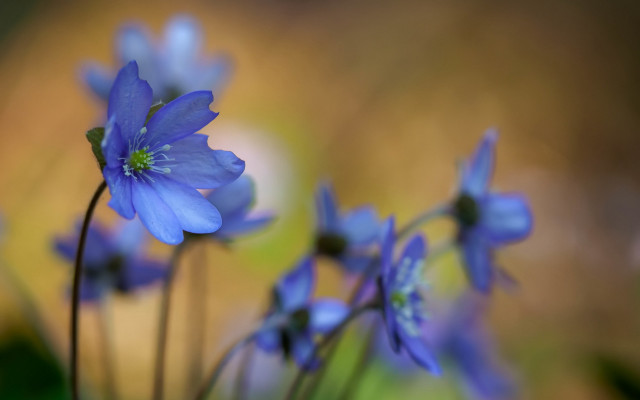 Blue flower butterfly bokeh macro free wallpaper - medium preview image