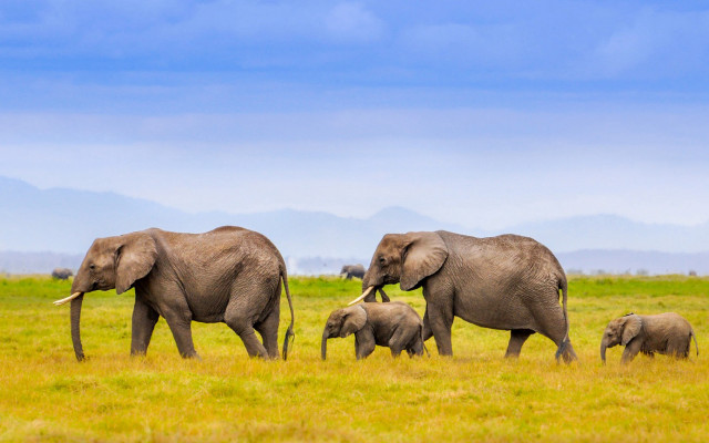 Elephants lush green field mountains free wallpaper - medium preview image