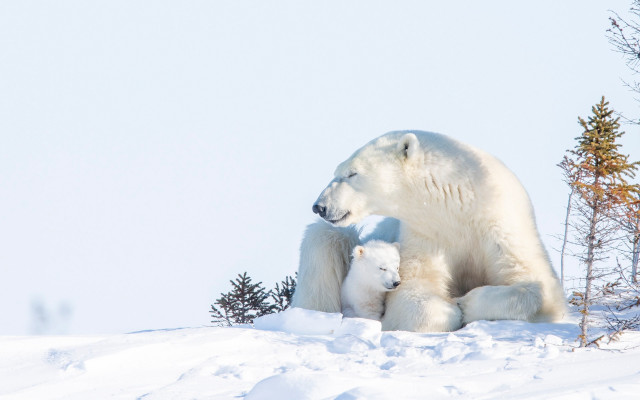 Polar bear cub snow ecological free wallpaper - medium preview image