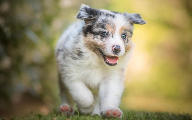 Shiba inu running grassy field free wallpaper - medium preview image