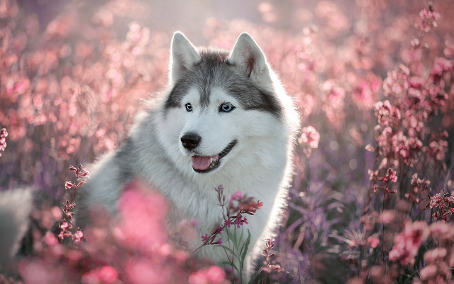 Husky flower field pink blossoms free wallpaper - medium preview image