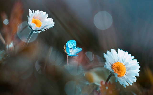 Blue butterfly white flower macro free wallpaper - medium preview image