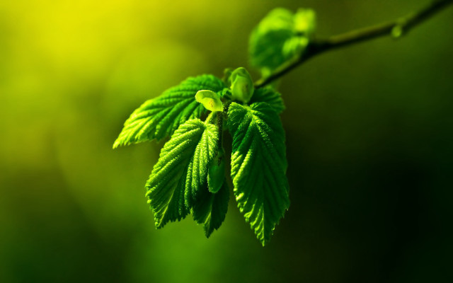 Green leaf branch macro background free wallpaper - medium preview image