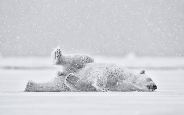Polar bears playing snow night free wallpaper - medium preview image