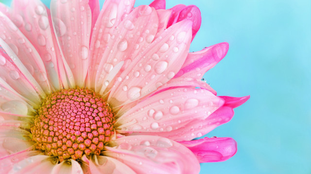 Pink flower water droplets macro #30 free wallpaper - medium preview image