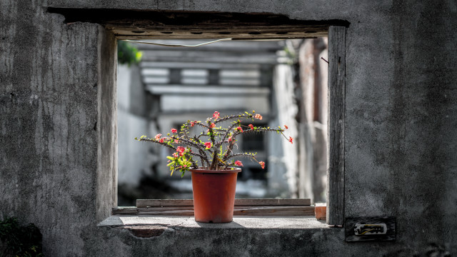 Potted plant window sill starry free wallpaper - medium preview image