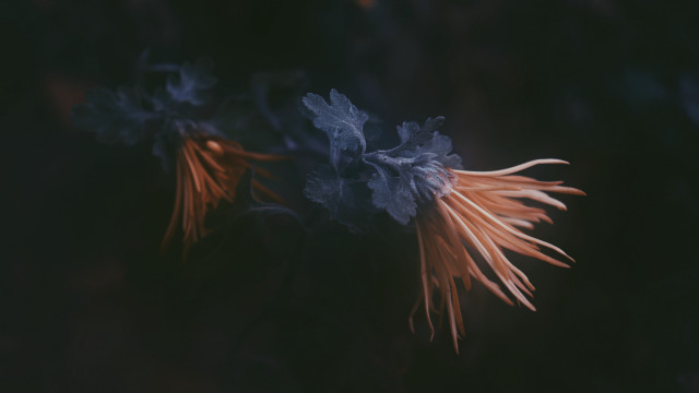 Flower butterfly wings 3d render free wallpaper - medium preview image