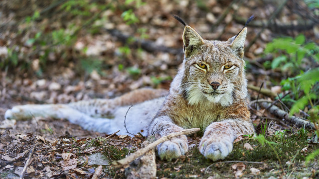 Lynx sad woods photography bokeh free wallpaper - medium preview image