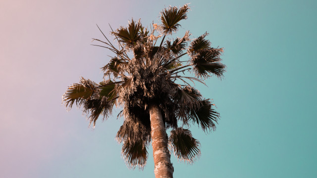 Palm tree blue sky clouds #8 free wallpaper - medium preview image