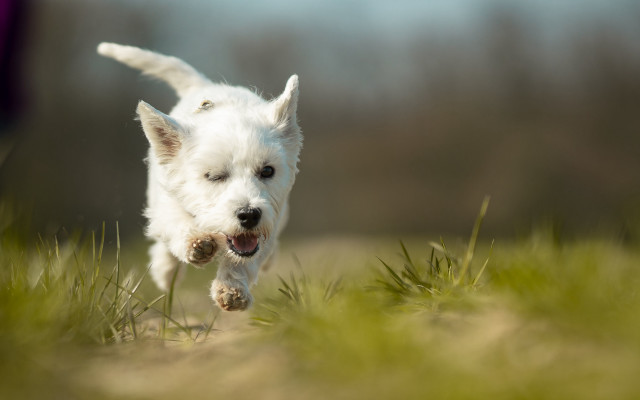 White dog running field ball free wallpaper - medium preview image