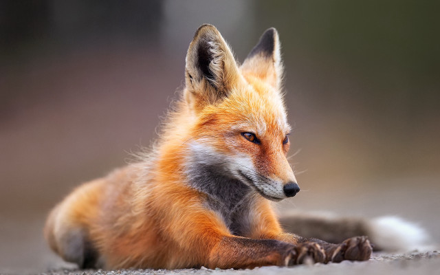 Red fox lying ground looking free wallpaper - medium preview image