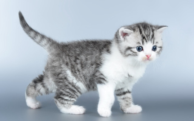 Small kitten blue eyes white #6 free wallpaper - medium preview image