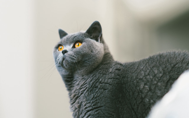 Gray cat yellow eyes ascii free wallpaper - medium preview image