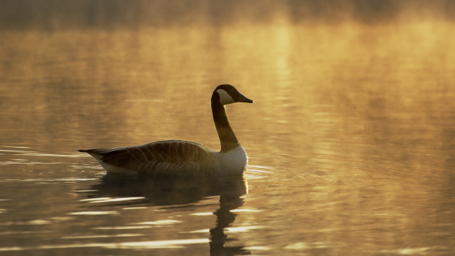 Duck lake sunset reflection backlighting free wallpaper - medium preview image