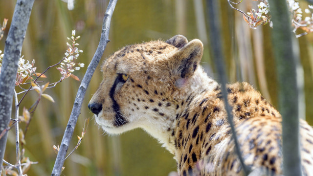 Cheetah sitting tree eyes closed free wallpaper - medium preview image