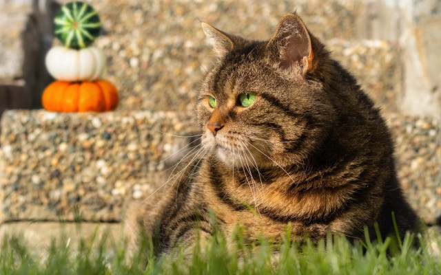 Cat grass wall pumpkins background free wallpaper - medium preview image
