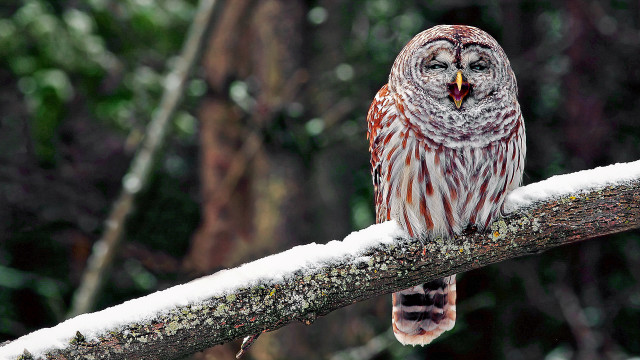 Barred owl snow branch open free wallpaper - medium preview image