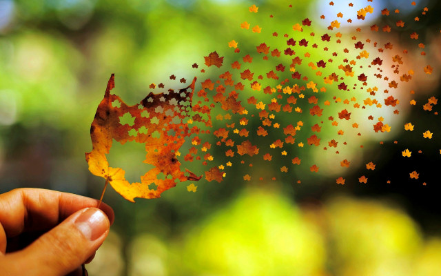 Person leaf stars autumn blurry free wallpaper - medium preview image