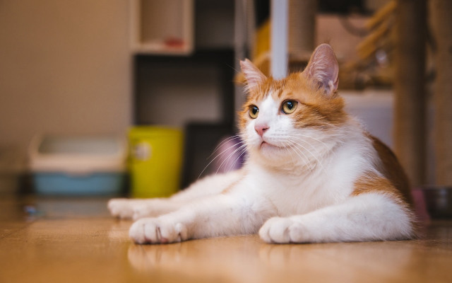 Curious cat laying floor photorealistic free wallpaper - medium preview image