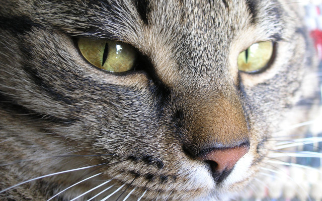 Green eyes cat closeup blurry free wallpaper - medium preview image