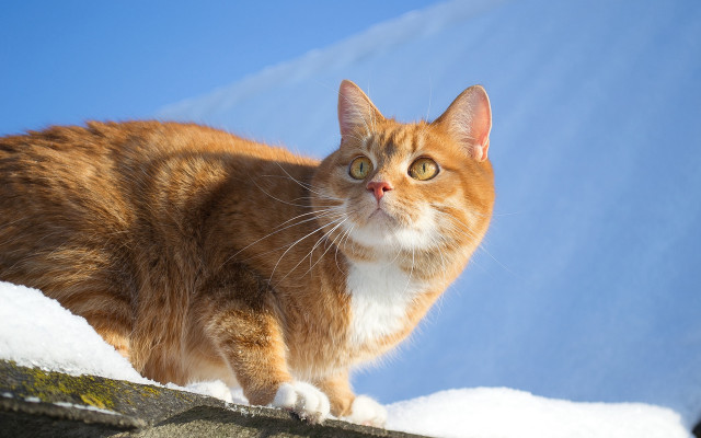 Cat roof snow curious blue free wallpaper - medium preview image