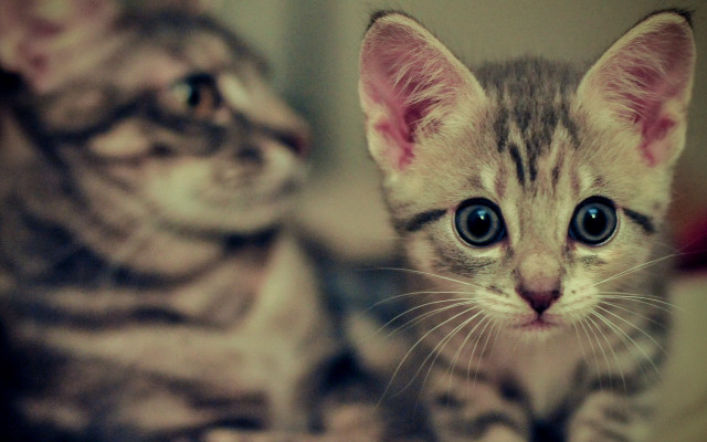 Kittens bed symmetrical eyes blurry free wallpaper - medium preview image