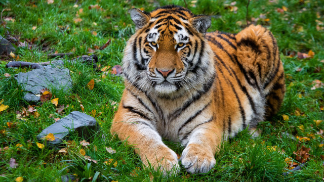 Tiger lying grass rocks leaves free wallpaper - medium preview image