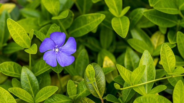 Blue flower green leaves sunlight free wallpaper - medium preview image