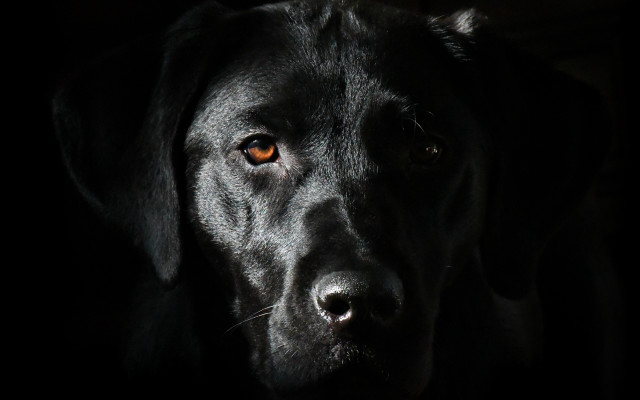 Black dog yellow eye chiaroscuro #2 free wallpaper - medium preview image