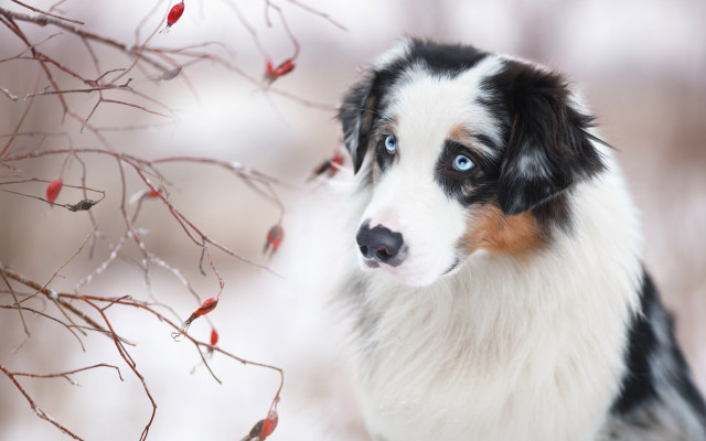 Dog snow blue eyes tree free wallpaper - medium preview image