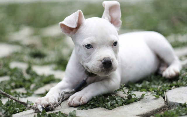 White puppy grass stick ball free wallpaper - medium preview image
