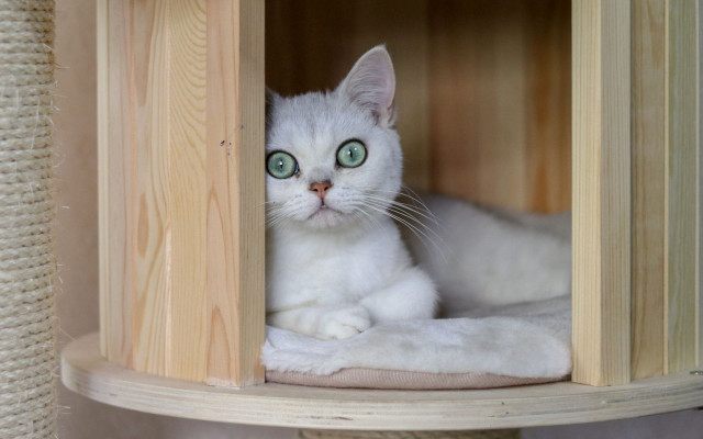 White cat green eyes wooden #2 free wallpaper - medium preview image