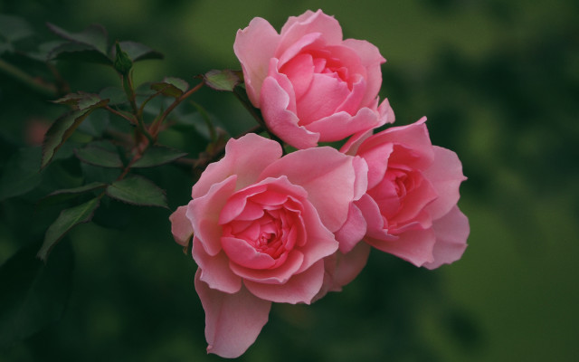 Pink roses garden macro flower free wallpaper - medium preview image