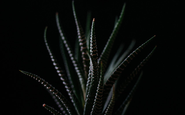 Closeup plant green leaves macro free wallpaper - medium preview image