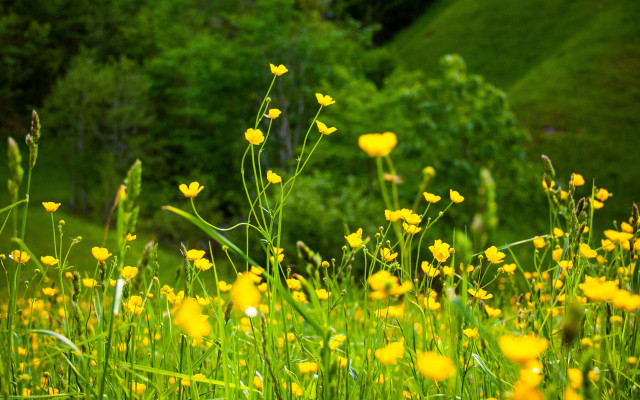 Yellow flower field forest green free wallpaper - medium preview image