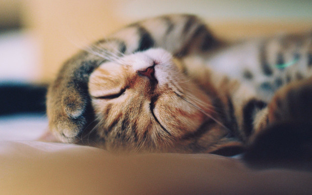 Cat laying bed closed eyes free wallpaper - medium preview image