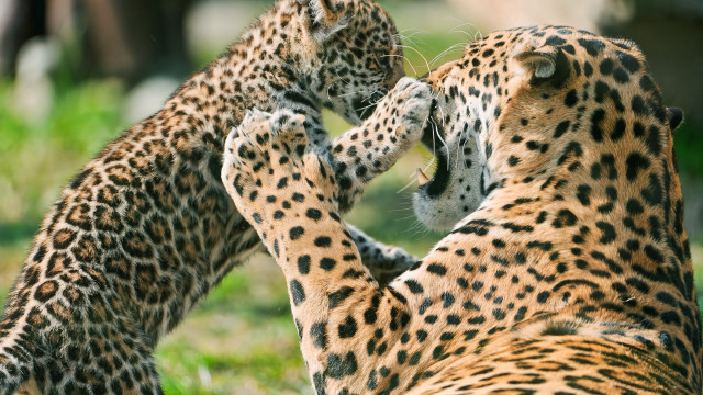 Cheetah play grass zoo arts free wallpaper - medium preview image